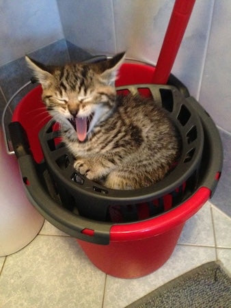 Cat Yawning 