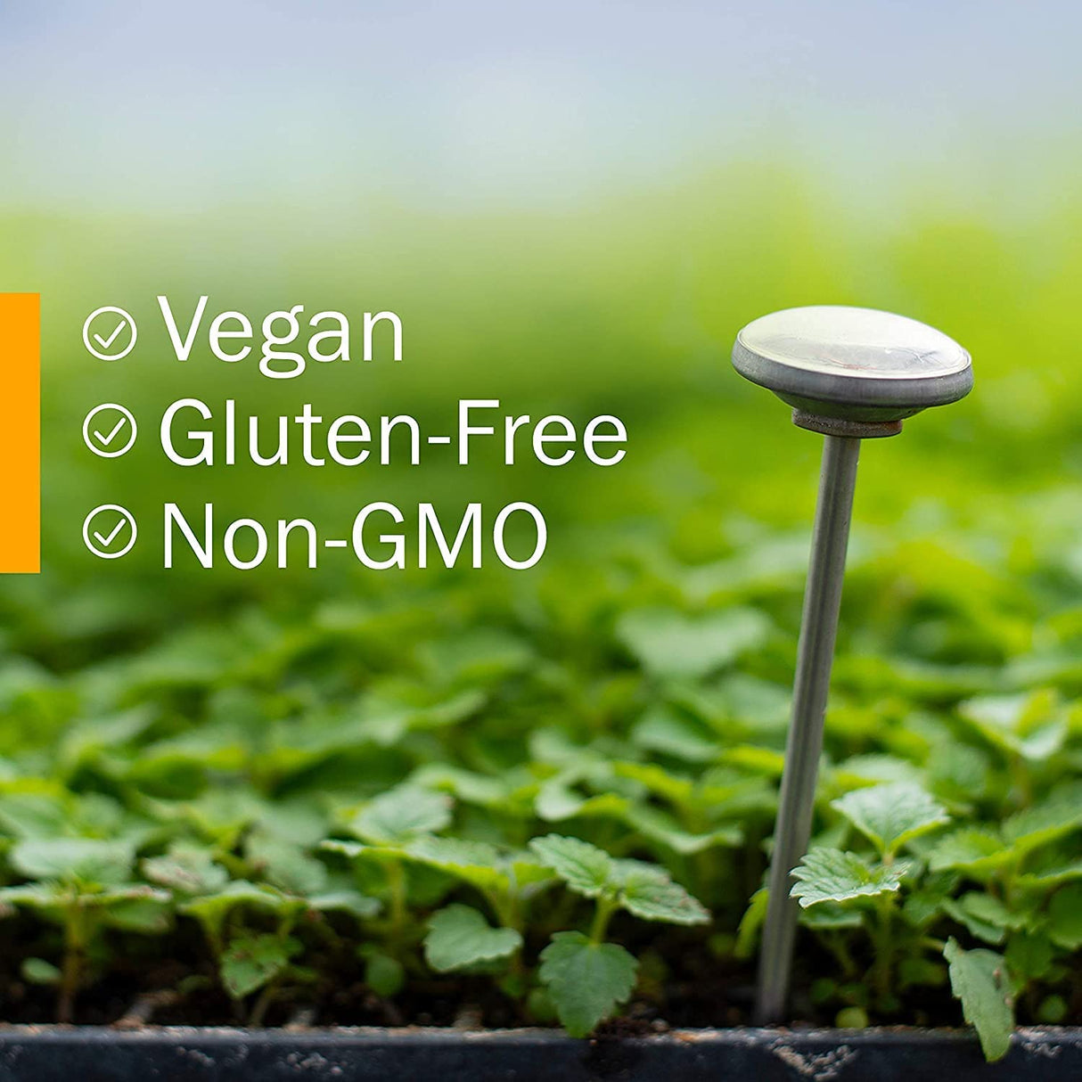 Herb Pharm Mullein-Garlic Oil with Calendula and St. John's Wort - Ear Health Support - 1 Fl Oz - Cozy Farm