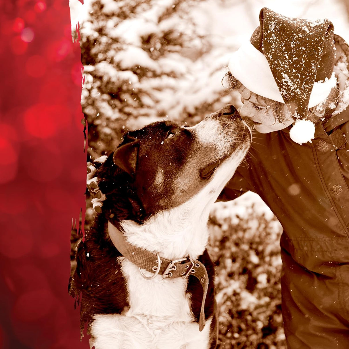 Caledon Farms Turkey Dog Cookies, 8 Oz, Pack of 4