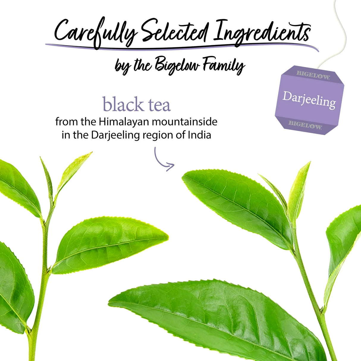 Tea leaves with text about carefully selected ingredients by the Bigelow Family and Darjeeling tea from India.