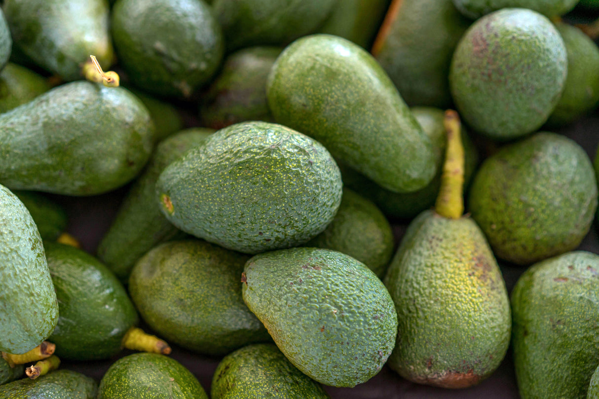 6 Large Hass Avocados, Premium California Fresh