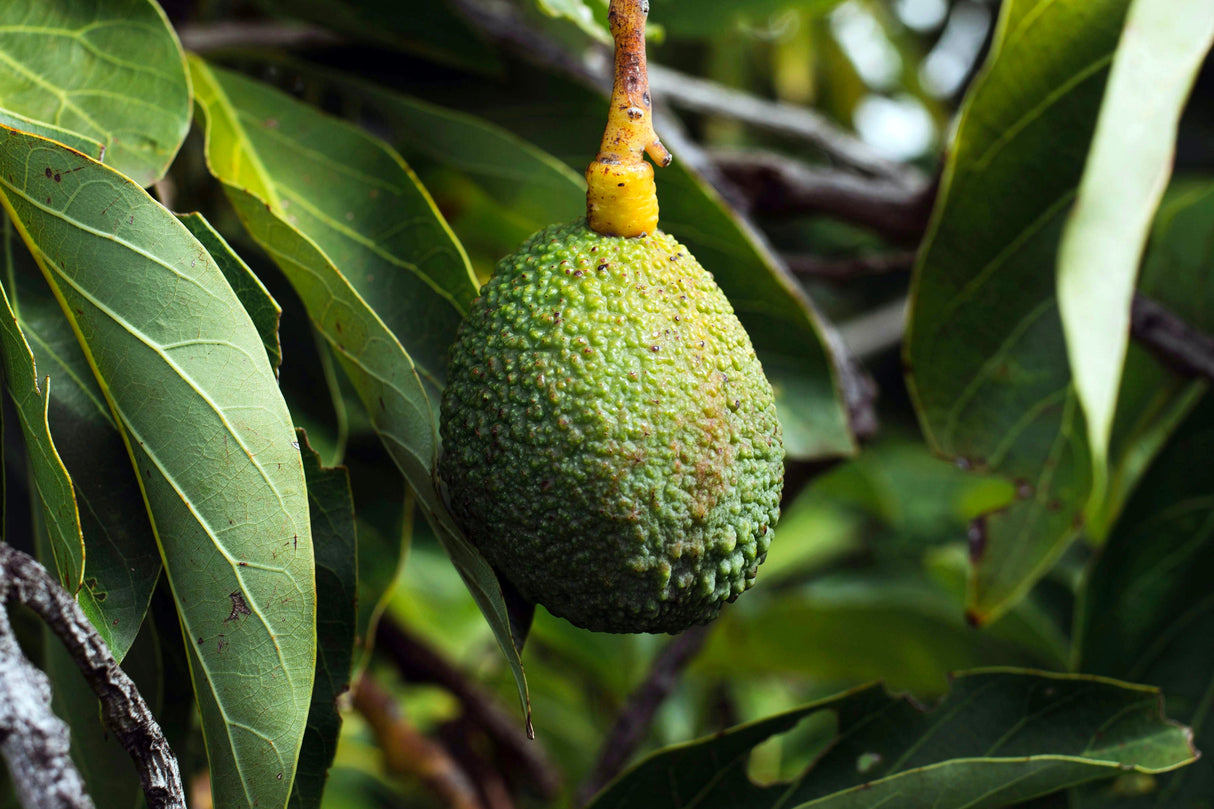 24 Large Hass Avocados, Fresh from the Farm
