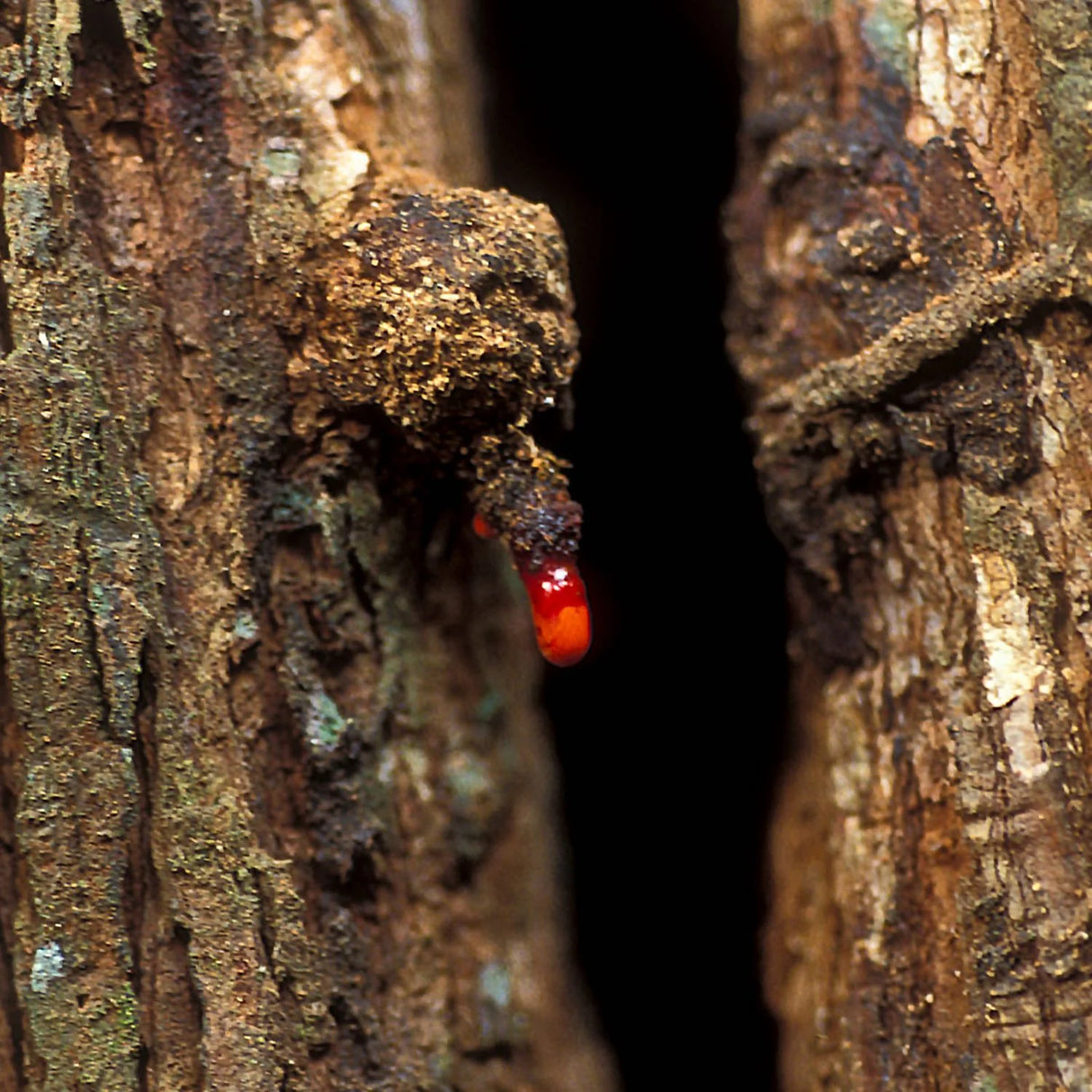 Dragon's blood plant