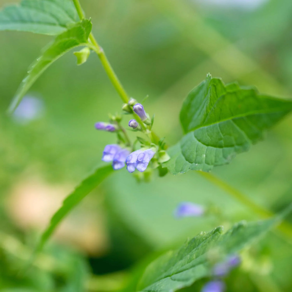 Close-up of a plant with small purple flowers and green leaves.