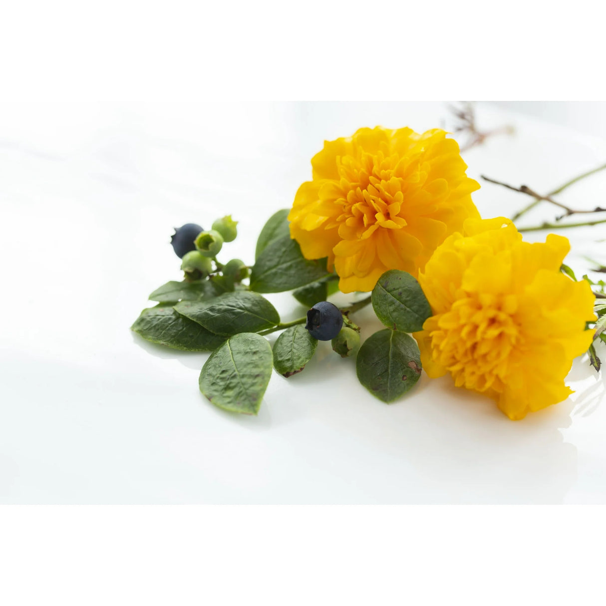 Two yellow flowers with green leaves and blue berries on a white background