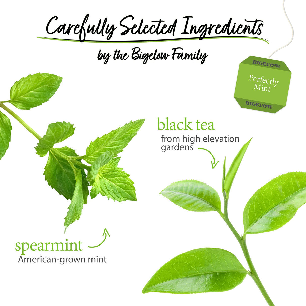 Tea bag packaging with green leaves and text about tea ingredients on a white background