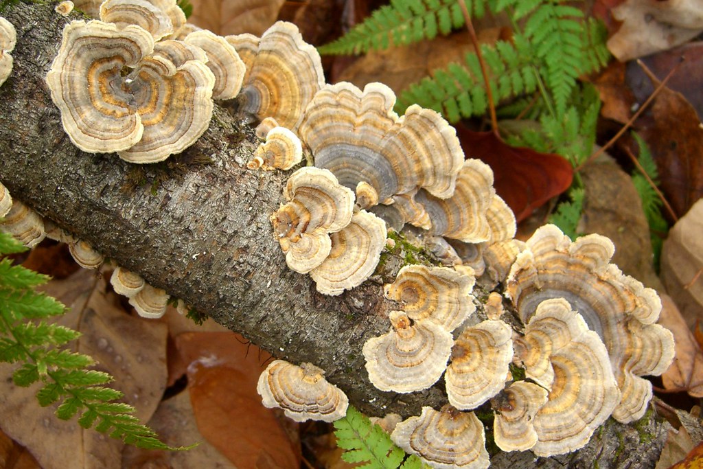 adaptogens mushrooms