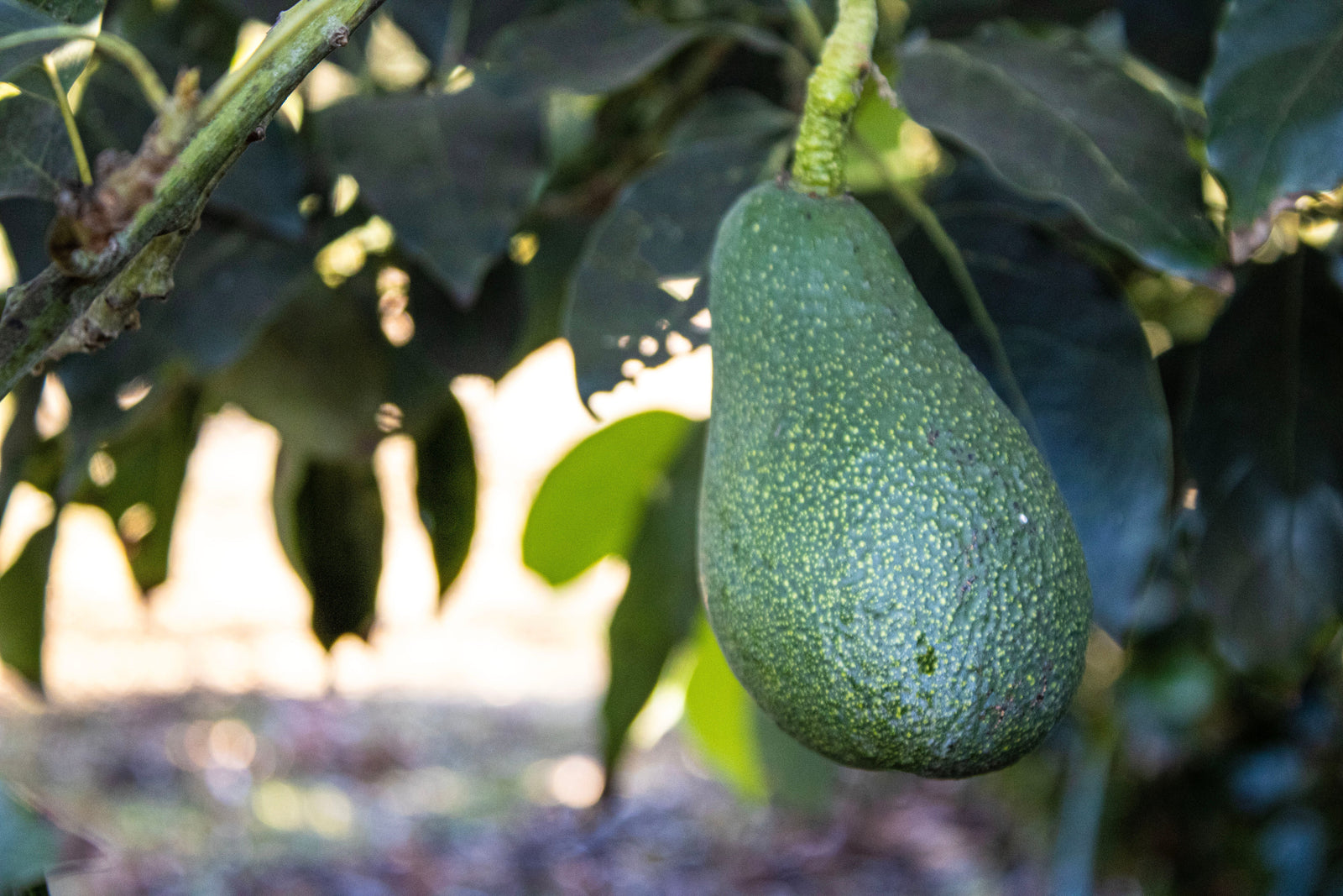 A fuerte avocado on a tree sold in bulk by cozy farm