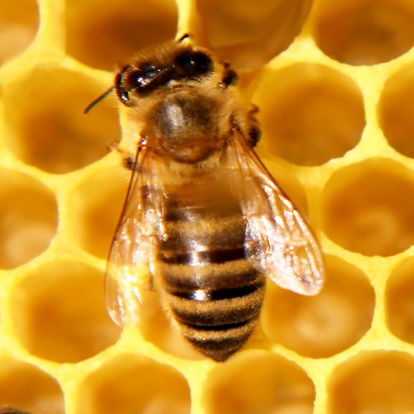 A honey bee in a beehive