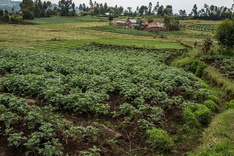A tea plantation in Uganda