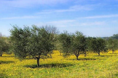 An olive grove in Puglia