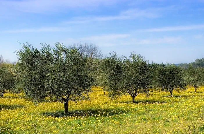 An olive grove in Puglia