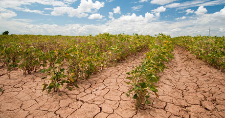 climate change grocery shopping