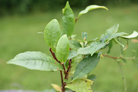 green tea plant