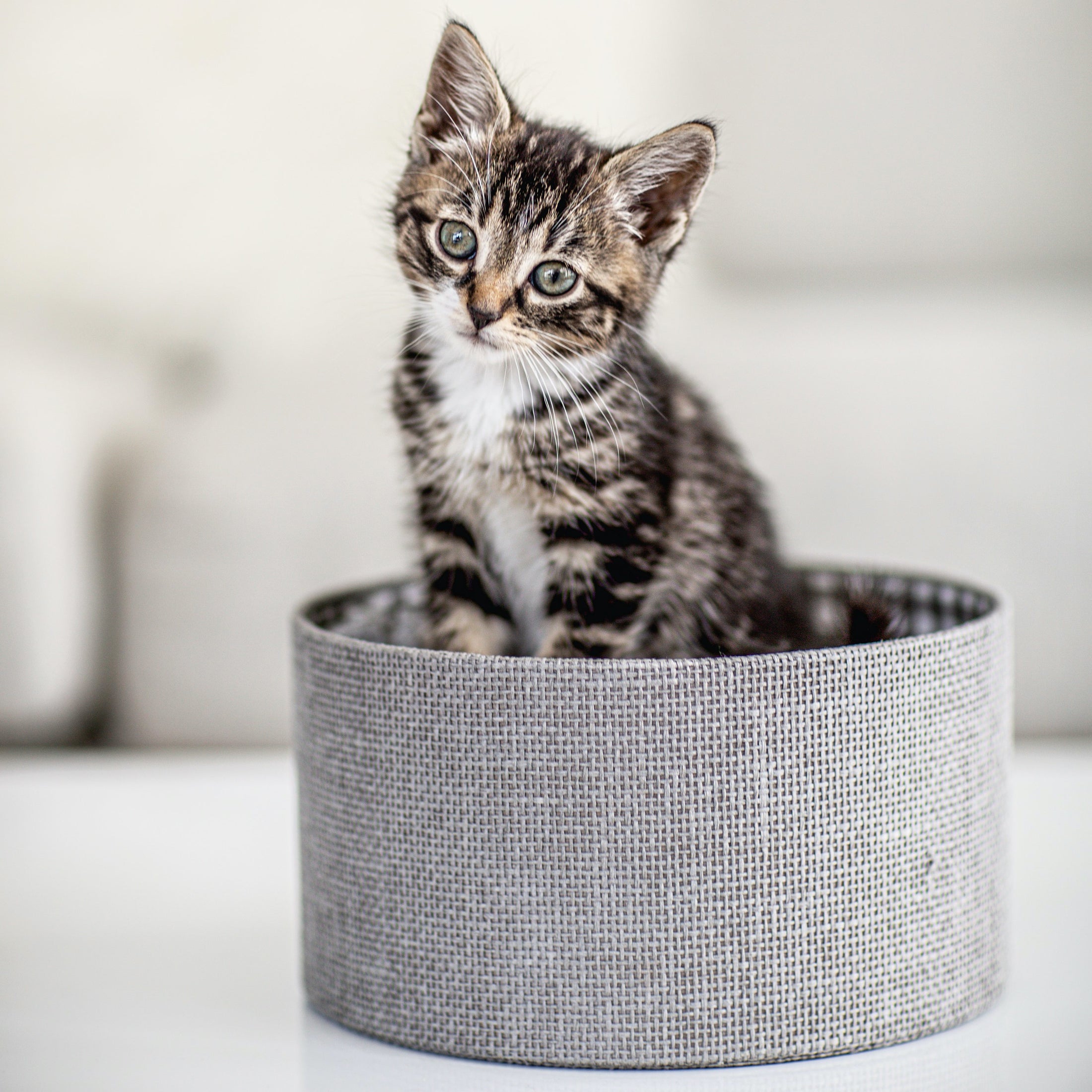 Pet Care & Supplies: Shop the Best for Your Furry Friends