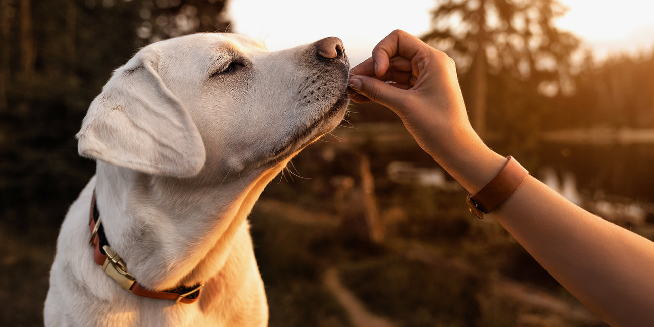 Dog Food and Treats: Healthy, Natural Nutrition for Your Canine Companion