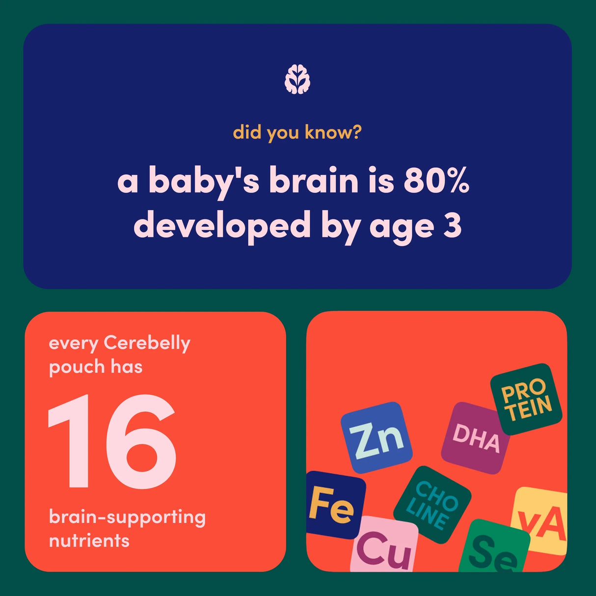 Infographic about baby brain development and Cerebelly product details on a blue and orange background.