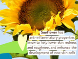Sunflower with text about its anti-inflammatory properties on a blue background