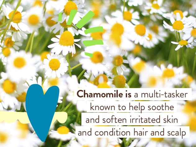 Chamomile flowers with text about its benefits on a blurred floral background