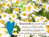 Chamomile flowers with text about its benefits on a blurred floral background
