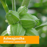 Herb Pharm Ashwagandha Glycerite - 1 Fl Oz - Cozy Farm 