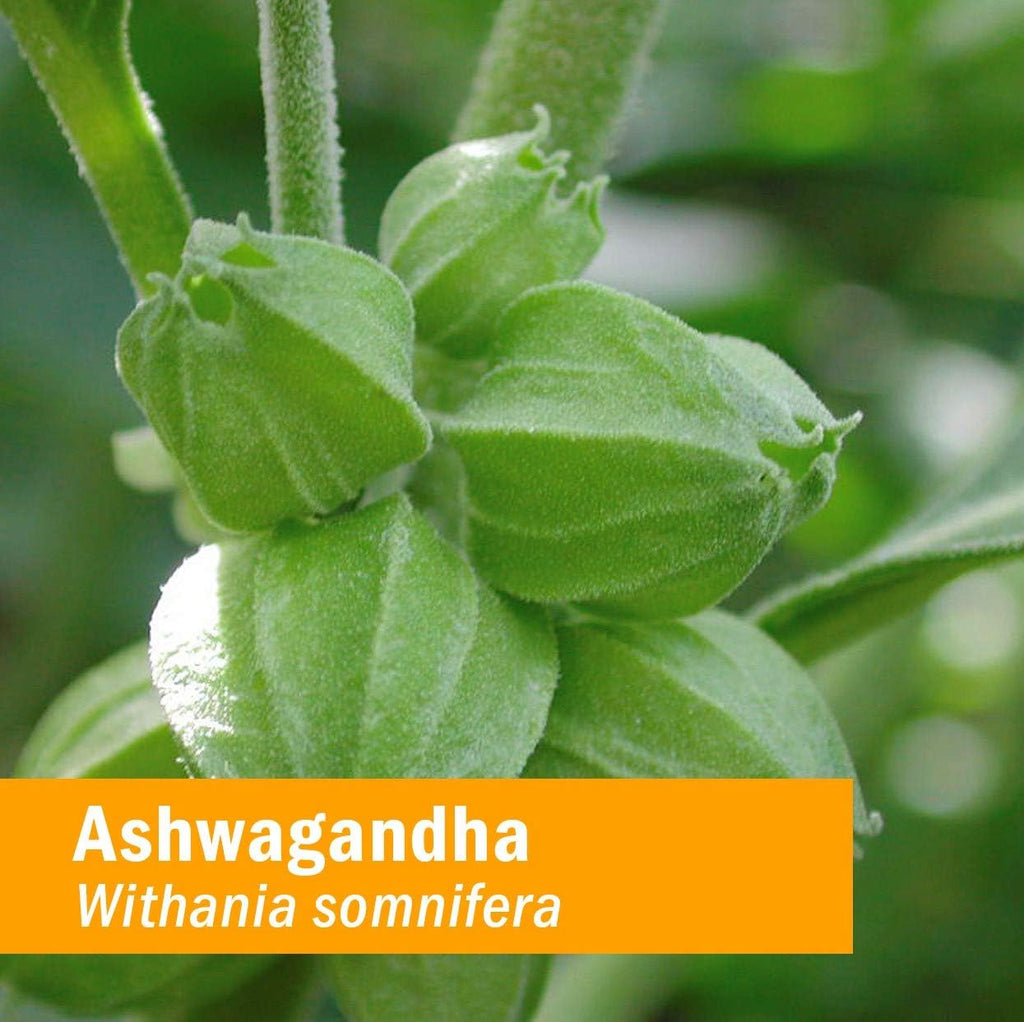Herb Pharm - Ashwagandha Glycerite  - 1 Fl Oz - Cozy Farm 