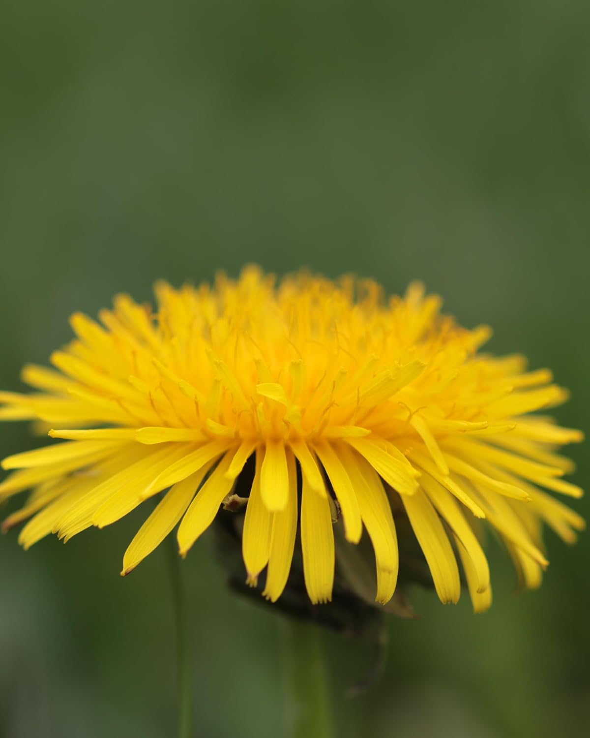 Herb Pharm Dandelion Liquid Extract - 1 Fl Oz