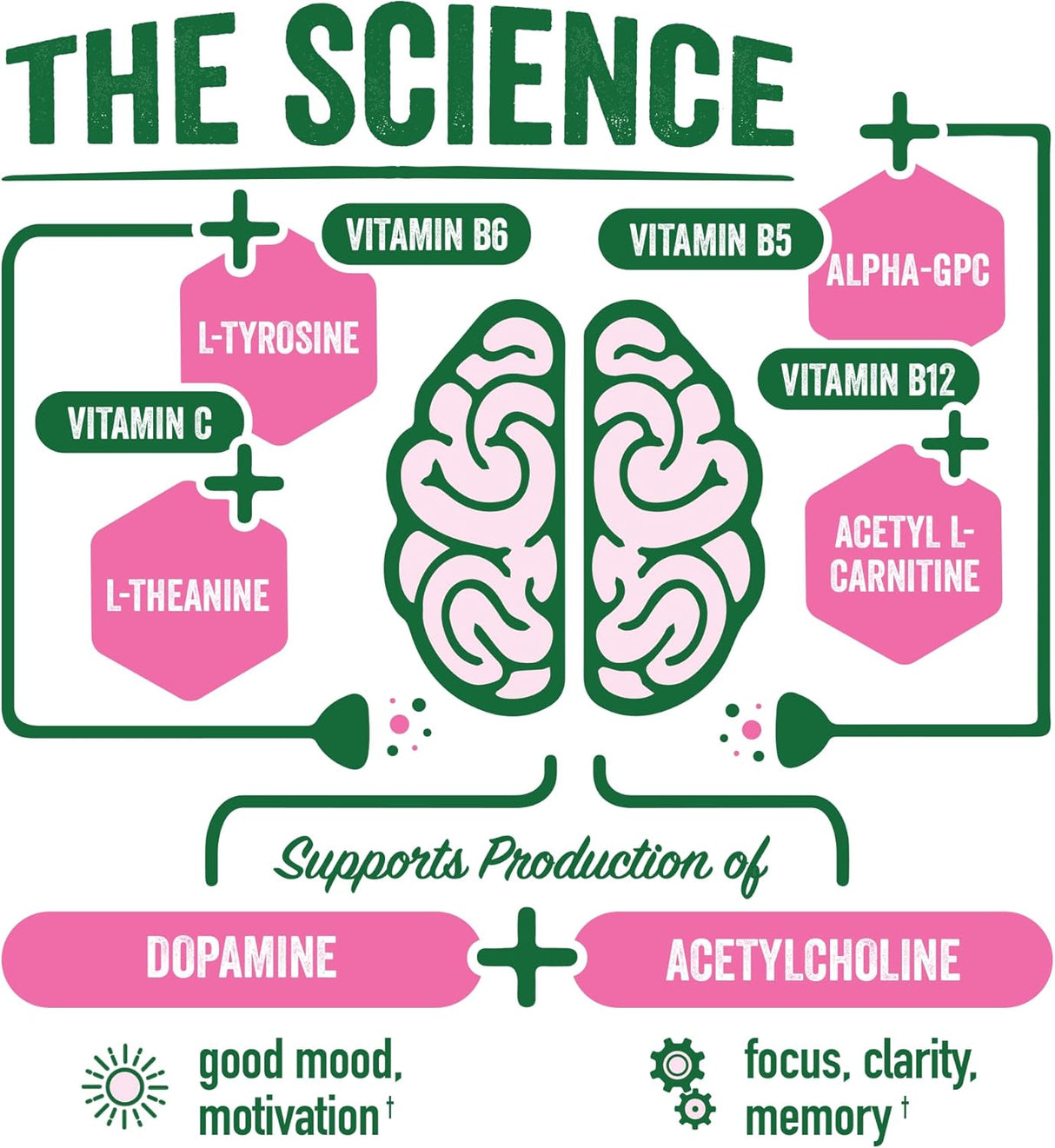 Diagram of brain with nutrients and their effects on mood, motivation, focus, clarity, and memory.