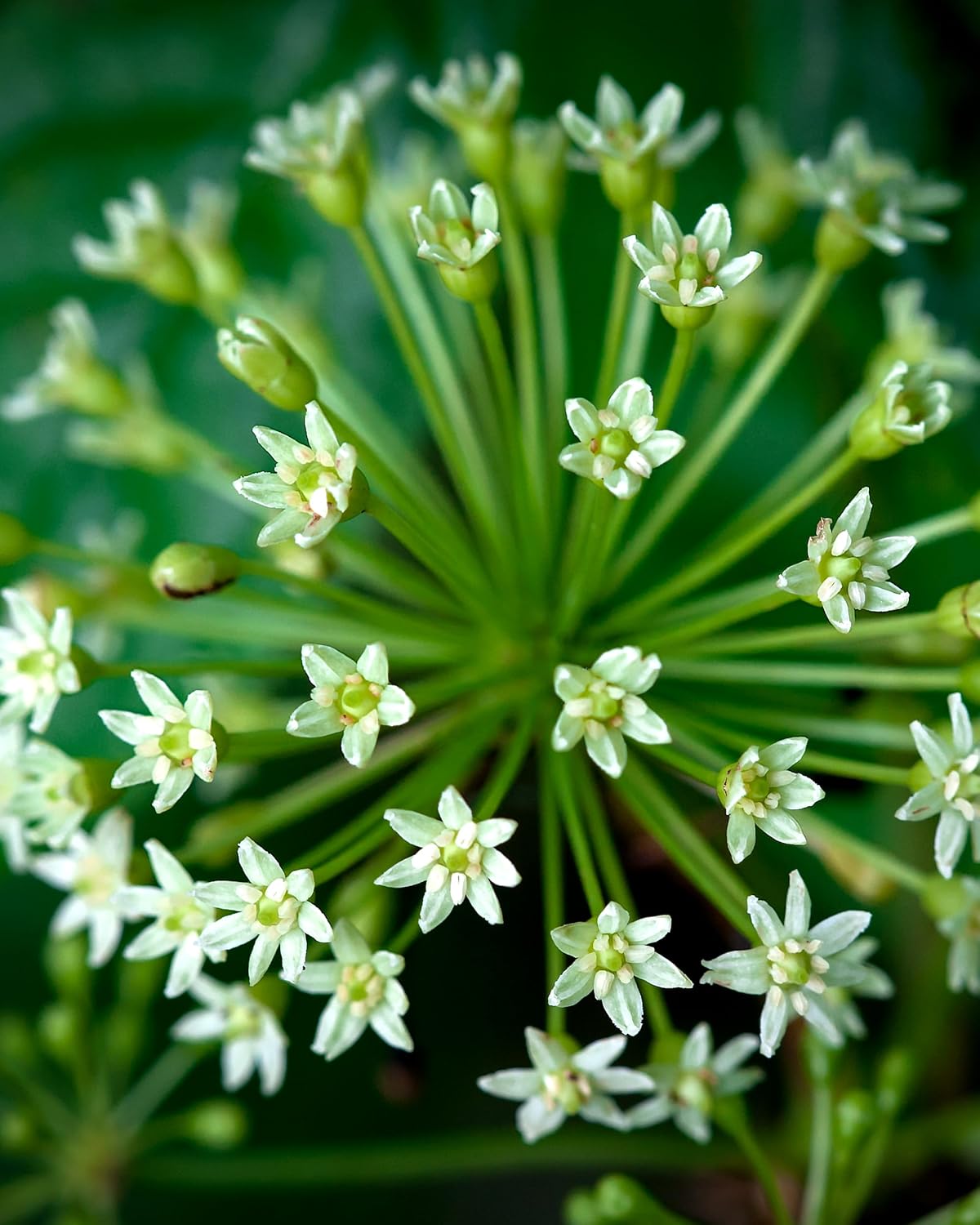Close-up of a plant with small white flowers and green leaves.