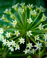 Close-up of a plant with small white flowers and green leaves.