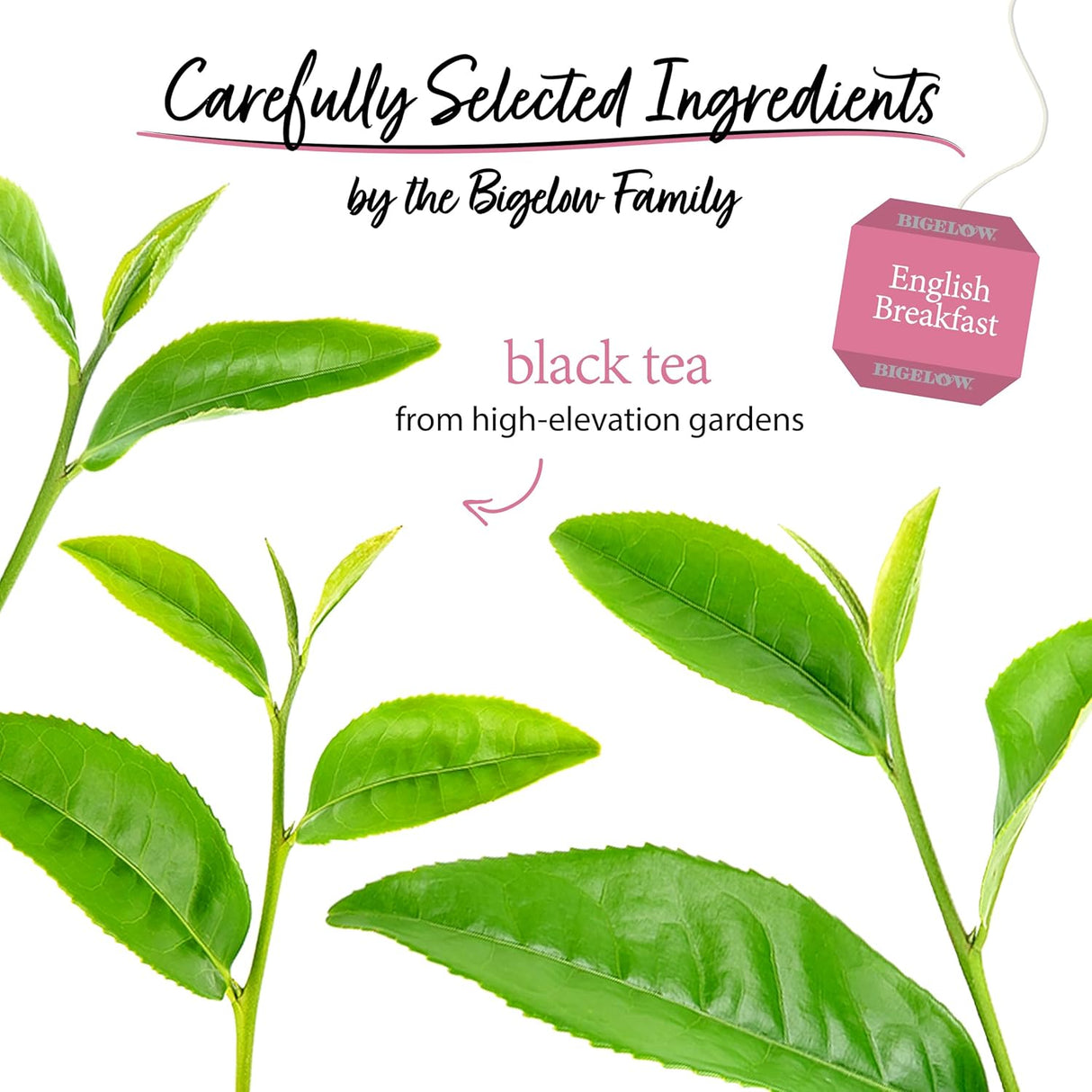 Tea leaves with Bigelow English Breakfast tea packaging on a white background