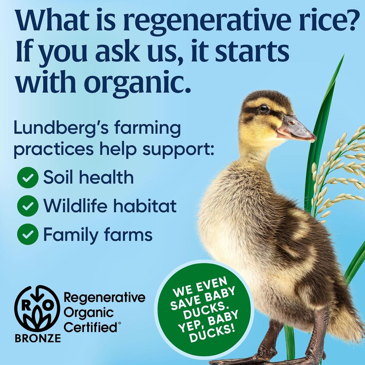Duckling standing next to a rice plant with text about regenerative rice and Lundberg's farming practices on a blue background.