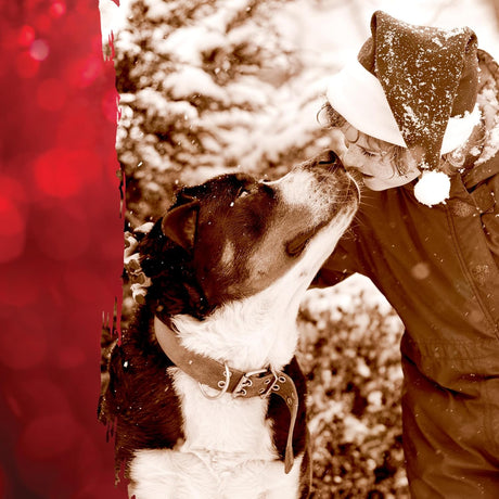 Caledon Farms Turkey Dog Cookies, 8 Oz, Pack of 4