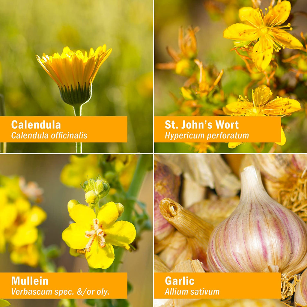 Herb Pharm - Mullein-Garlic Oil With Calendula and St. John Worth  - 1 Fl Oz - Cozy Farm 