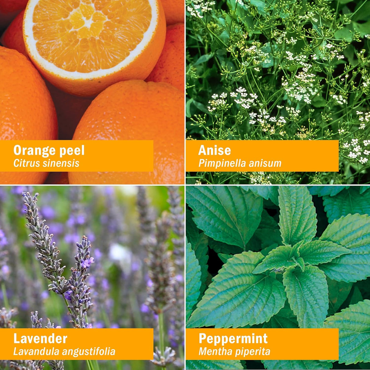 Collage of four images with labeled plants and their names: orange peel, anise, lavender, and peppermint.