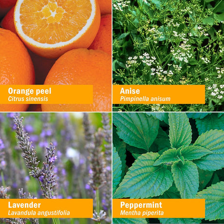 Collage of four images with labeled plants and their names: orange peel, anise, lavender, and peppermint.