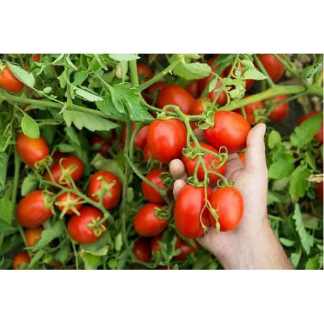 Mutti Parma Organic Baby Roma Tomatoes - 12 x 14 Oz