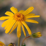 Close-up of an Arnica flower with a blurred background
