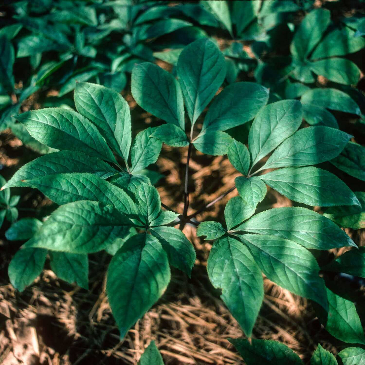 Close-up of green leafy ginseng plants growing in a garden