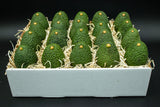 24 Large Hass Avocados, Fresh from the Farm
