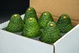 6 Large Hass Avocados, Premium California Fresh