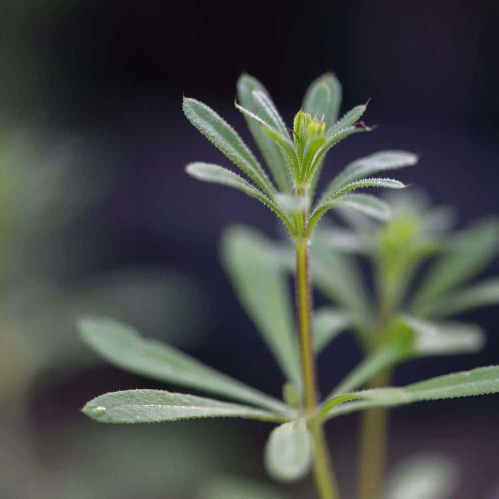 Close-up of a Cleavers plant against a dark background