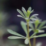 Close-up of a Cleavers plant against a dark background