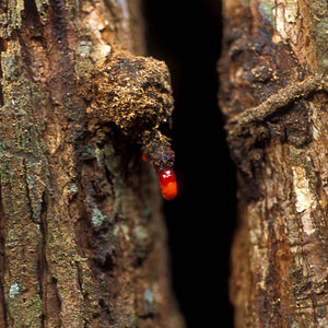 Dragon's blood plant