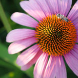 Pink flower with a bee on its center against a blurred green background