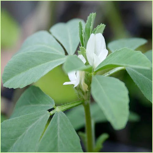 Herb Pharm Fenugreek Concentrate Drops - 1 Fl Oz