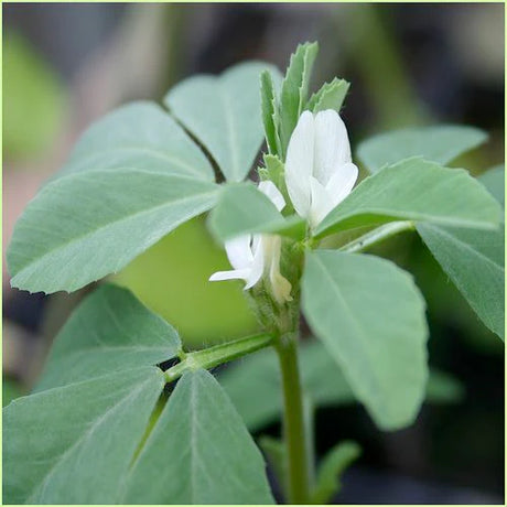 Herb Pharm Fenugreek Concentrate Drops - 1 Fl Oz