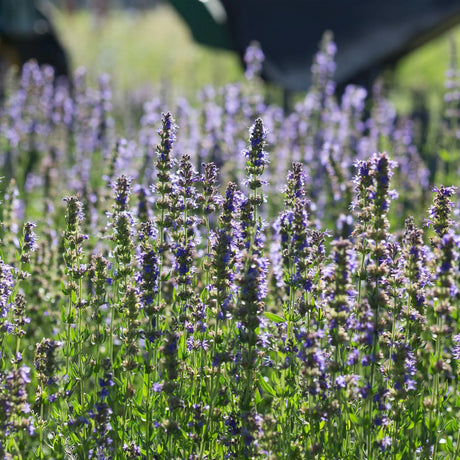 Herb Pharm - Hyssop Liquid Extract - 1 Fl Oz