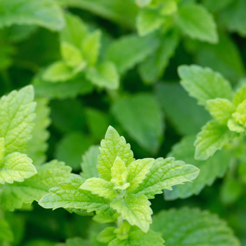 Herb Pharm Lemon Balm Glycerite, 1 oz, Alcohol-Free Herbal Extract for Calm & Relaxation