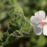 White flower with pink center on a green leaf against a blurred green background